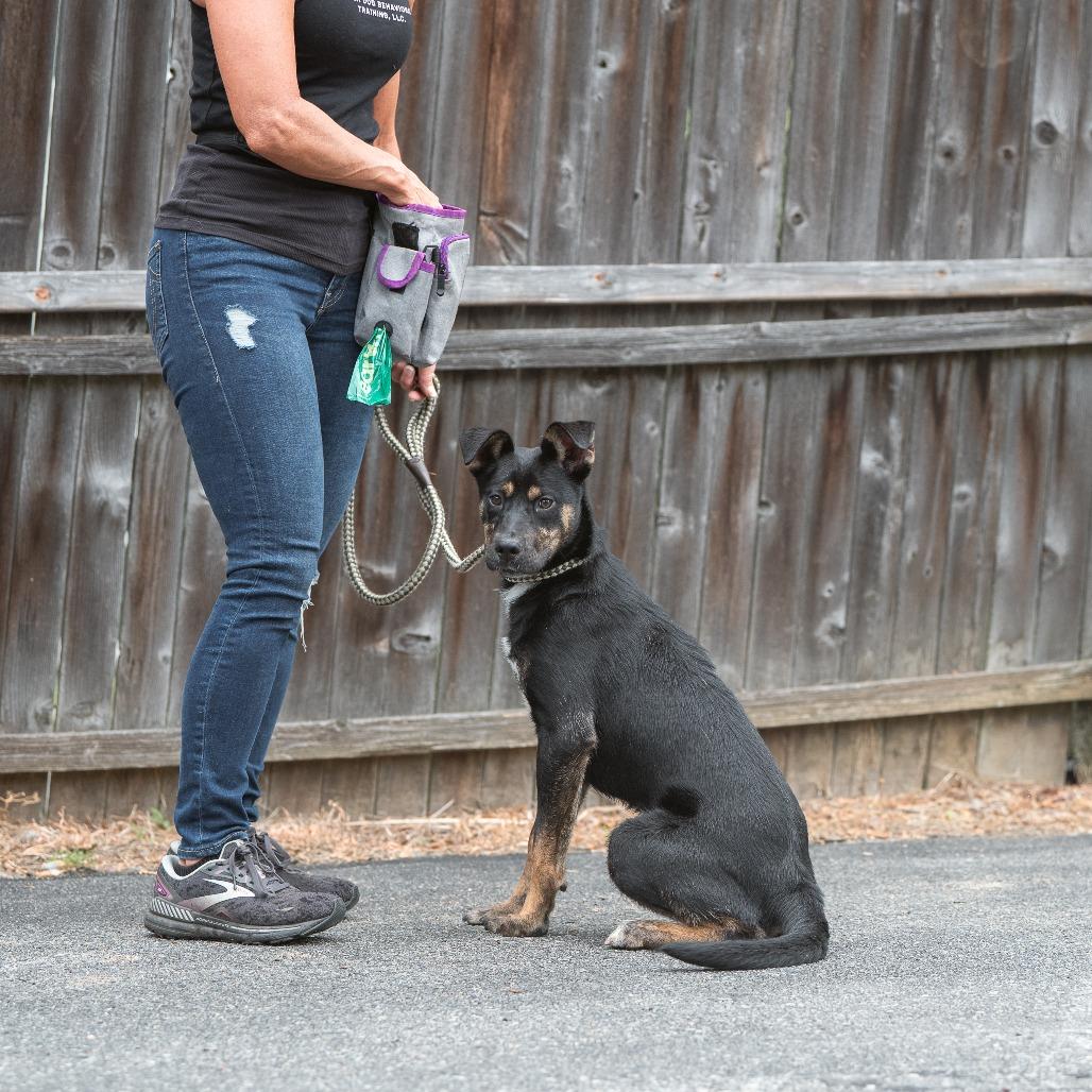 Pookie, a Adoptable Mixed Breed in Chester Springs, PA image 6/6