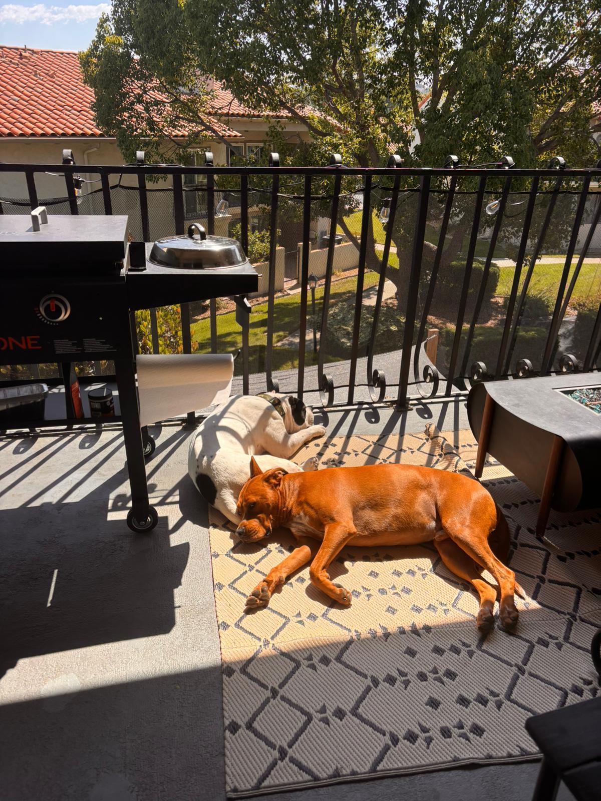 Enlarge Rocko, a Adoptable Pit Bull Terrier in San Diego, CA image 1/4