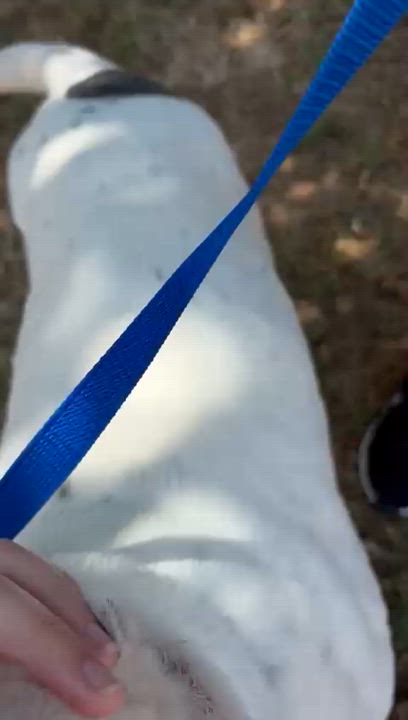 Enlarge Rocko, a Adoptable Pit Bull Terrier in San Diego, CA video 4/4