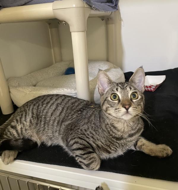 Enlarge Hot Pockets, a Adoptable mixed breed in Oceanside, CA image 1/1