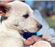 Enlarge Chella Bella, a Adoptable mixed breed in Thompson Falls, MT image 1/4