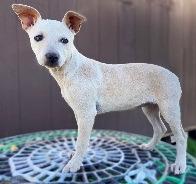 Enlarge Chella Bella, a Adoptable mixed breed in Thompson Falls, MT image 2/4