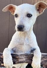 Enlarge Chella Bella, a Adoptable mixed breed in Thompson Falls, MT image 3/4