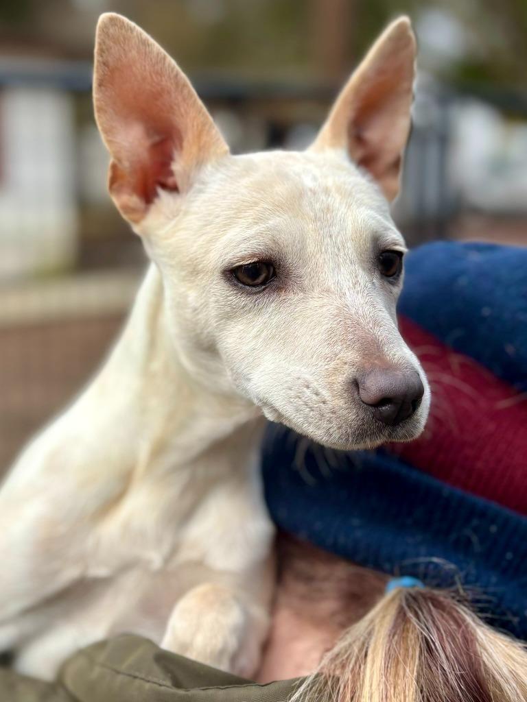 Enlarge Chella Bella, a Adoptable mixed breed in Thompson Falls, MT image 4/4