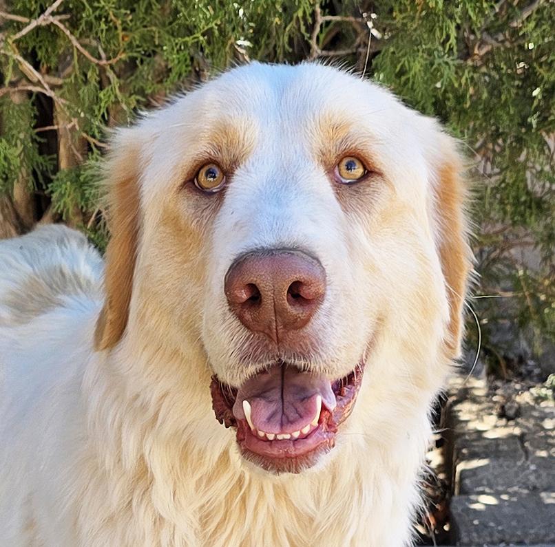 Faithful Ms Felicia ~ Lovely Labra Pyr Lady !, a Adoptable mixed breed in Albuquerque, NM image 1/2