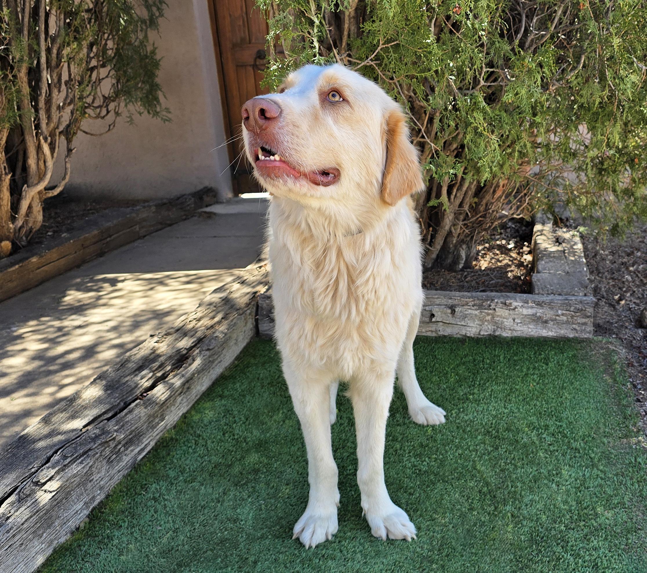 Enlarge Faithful Ms Felicia ~ Lovely Labra Pyr Lady !, a Adoptable mixed breed in Albuquerque, NM image 5/5