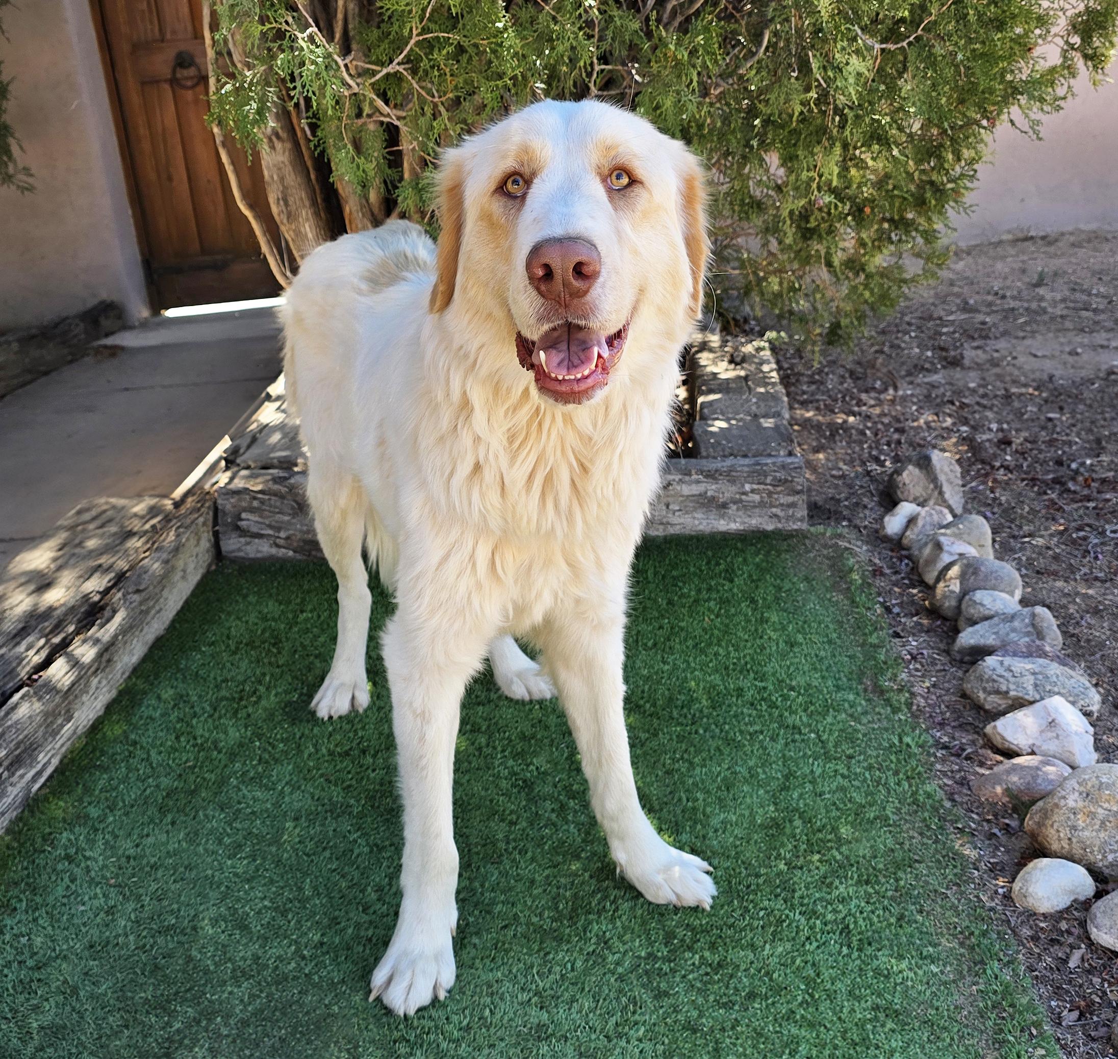 Faithful Ms Felicia ~ Lovely Labra Pyr Lady !, a Adoptable mixed breed in Albuquerque, NM image 2/2
