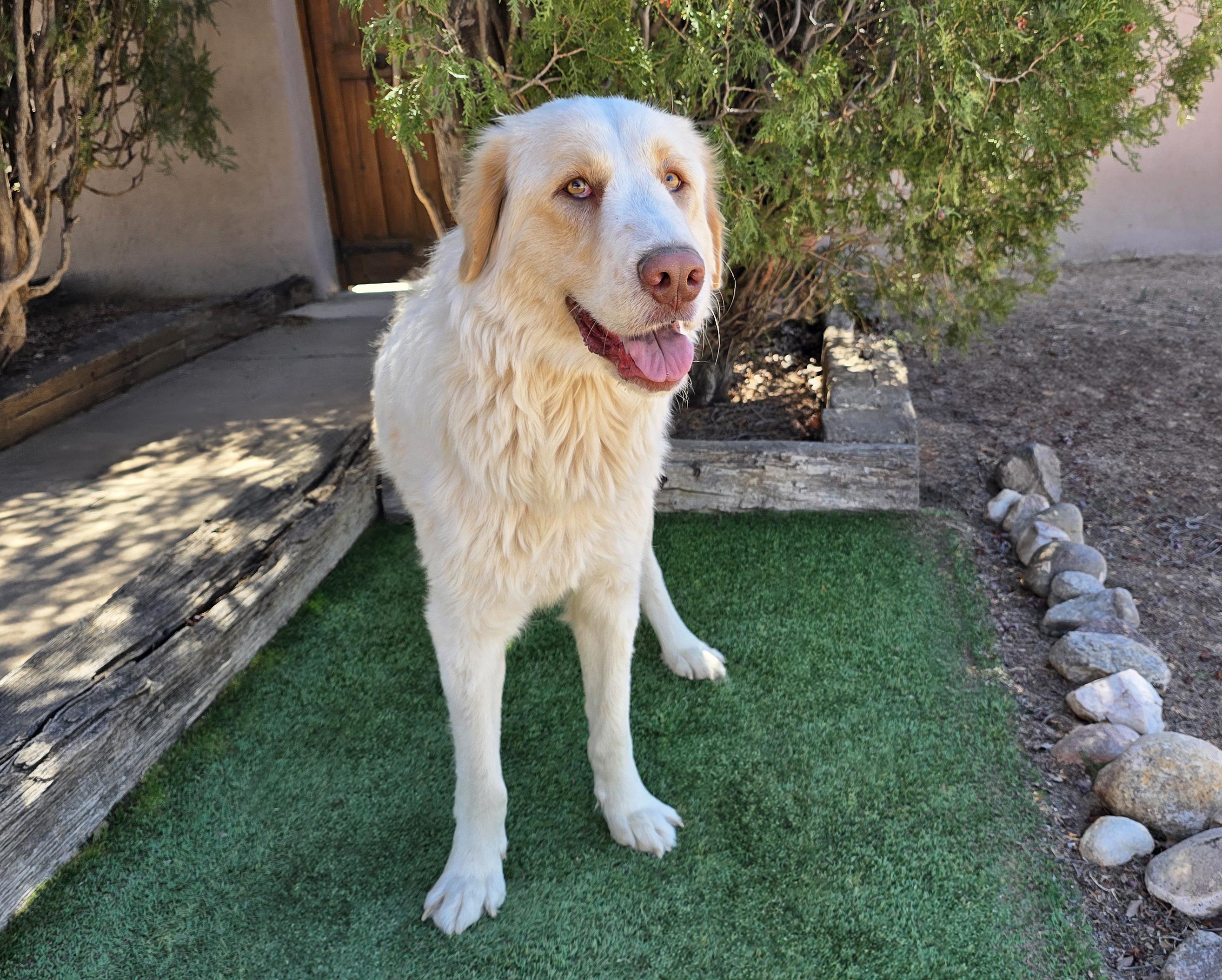 Enlarge Faithful Ms Felicia ~ Lovely Labra Pyr Lady !, a Adoptable mixed breed in Albuquerque, NM image 3/5