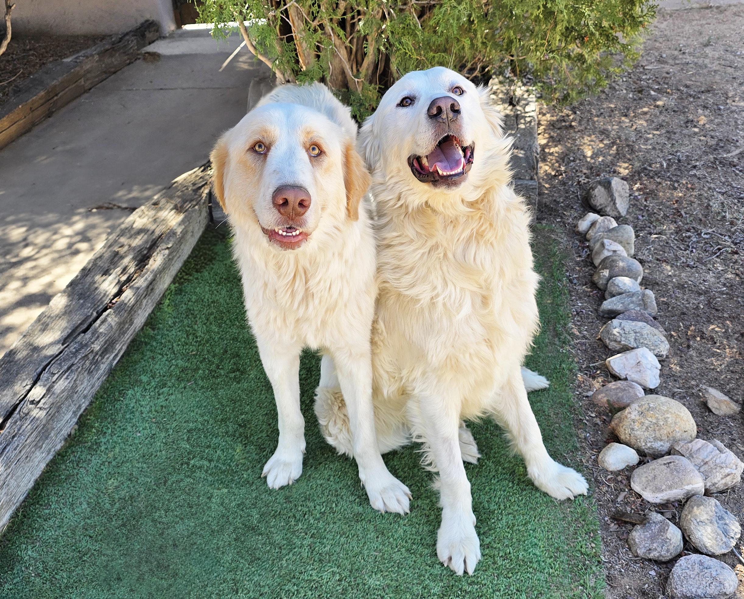 Enlarge Faithful Ms Felicia ~ Lovely Labra Pyr Lady !, a Adoptable mixed breed in Albuquerque, NM image 4/5