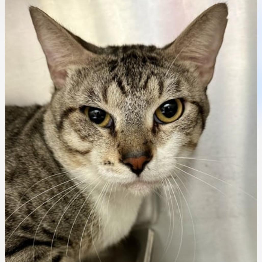Chad, Adoptable, Adult Male Domestic Short Hair.