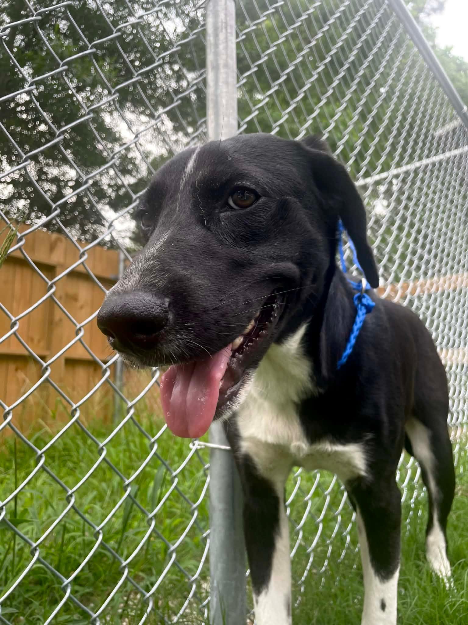 Enlarge Regal, an adopted mixed breed in East Syracuse, NY image 5/6