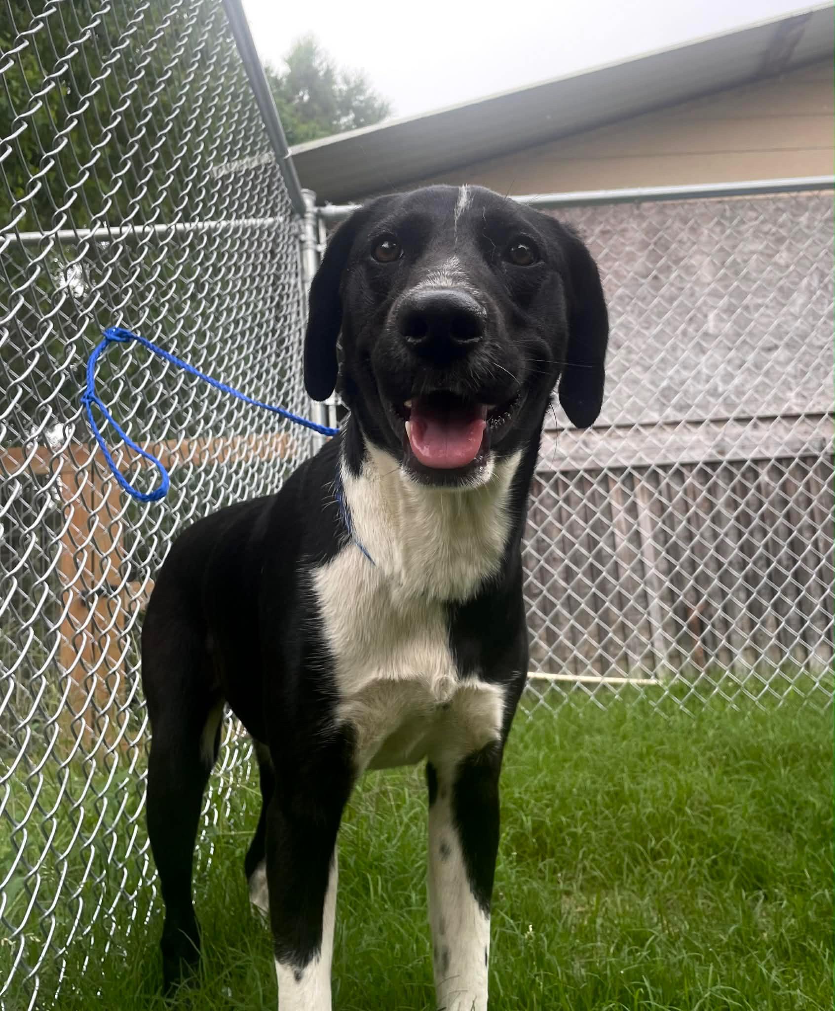 Regal, adopted, Puppy Female Black Labrador Retriever.