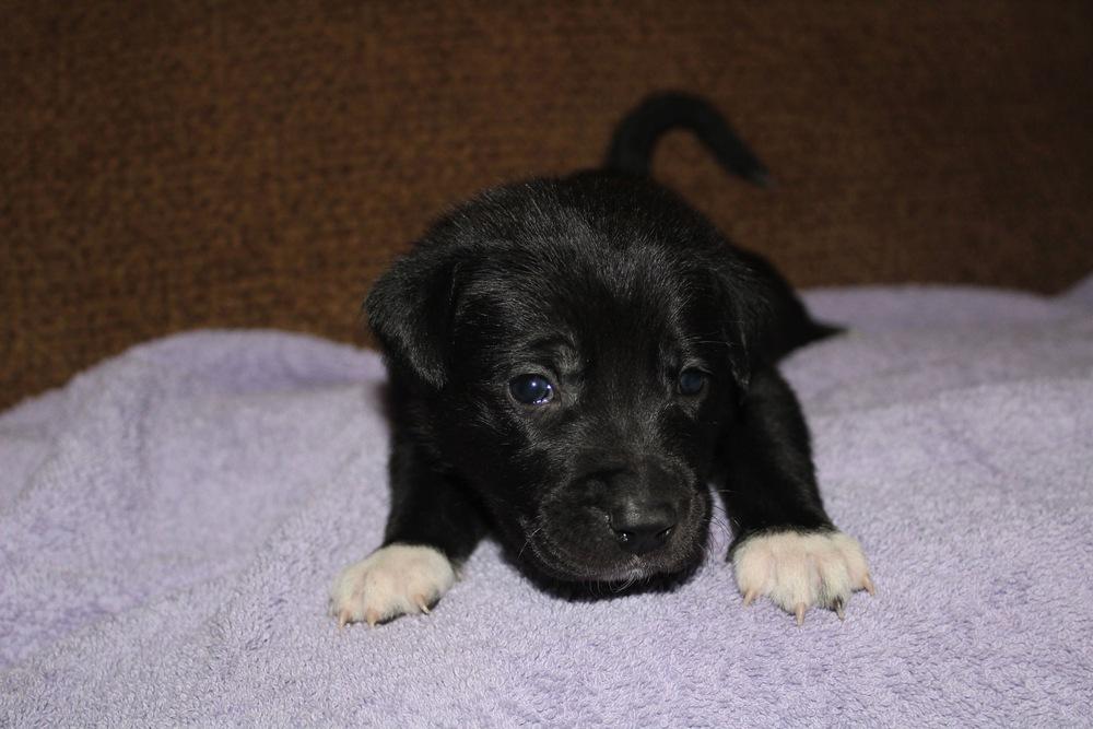 1048 Lil Wag, a Adoptable mixed breed in Salem, WI image 1/3