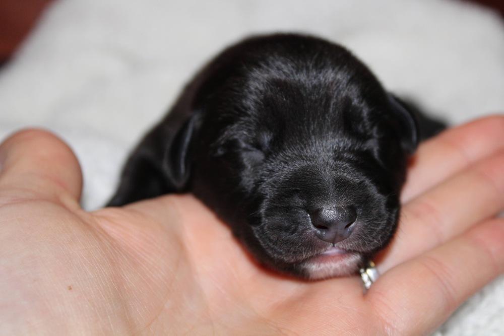 1048 Lil Wag, a Adoptable mixed breed in Salem, WI image 2/3