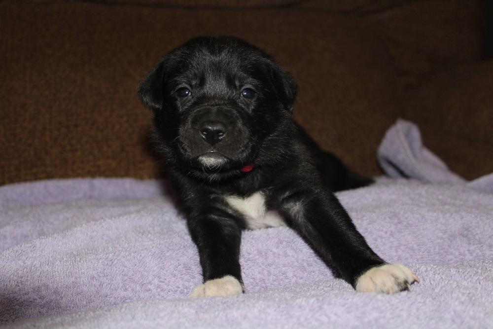 1048 Lil Wag, a Adoptable mixed breed in Salem, WI image 3/3