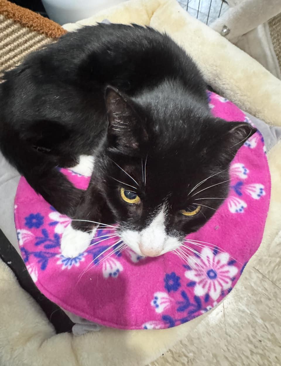 Kitty, Senior Female Domestic Short Hair
