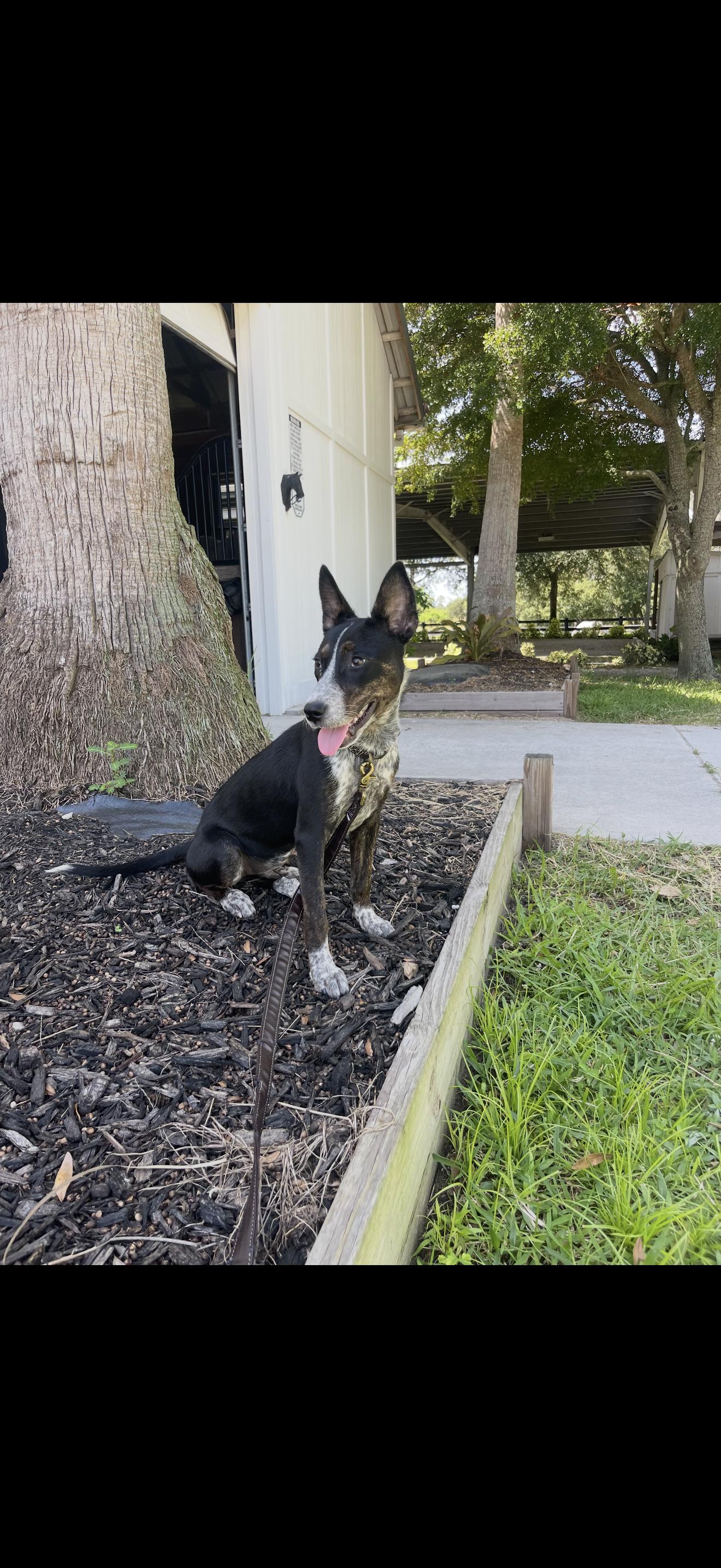 Jersey, Adoptable, Young Female Australian Cattle Dog / Blue Heeler.