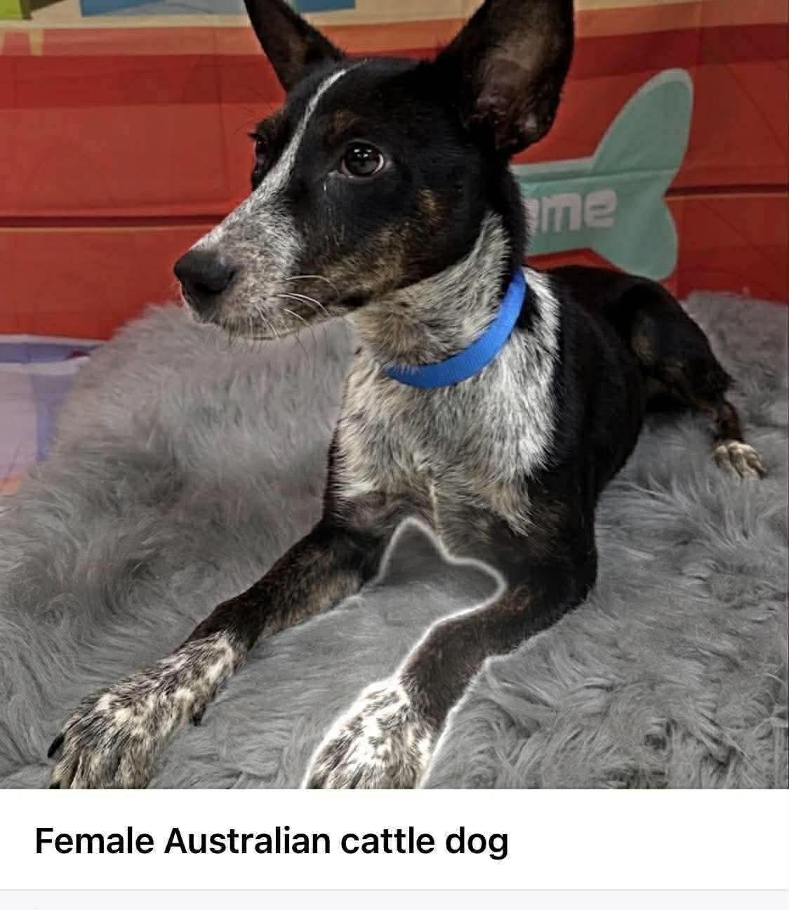 Enlarge Jersey, a Adoptable Australian Cattle Dog / Blue Heeler in Bradenton, FL image 3/6