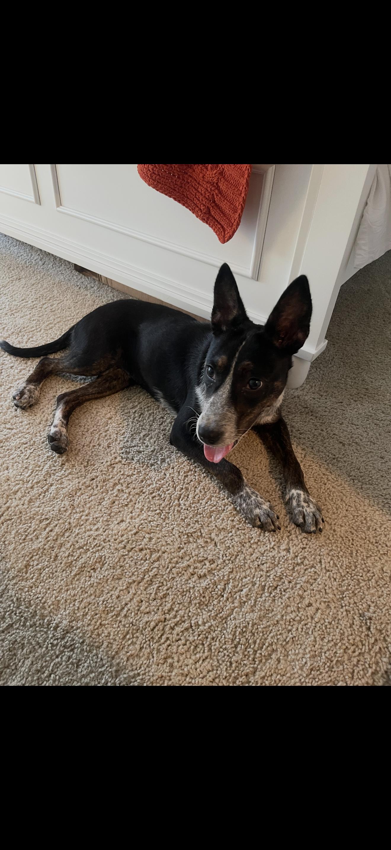 Enlarge Jersey, a Adoptable Australian Cattle Dog / Blue Heeler in Bradenton, FL image 6/6