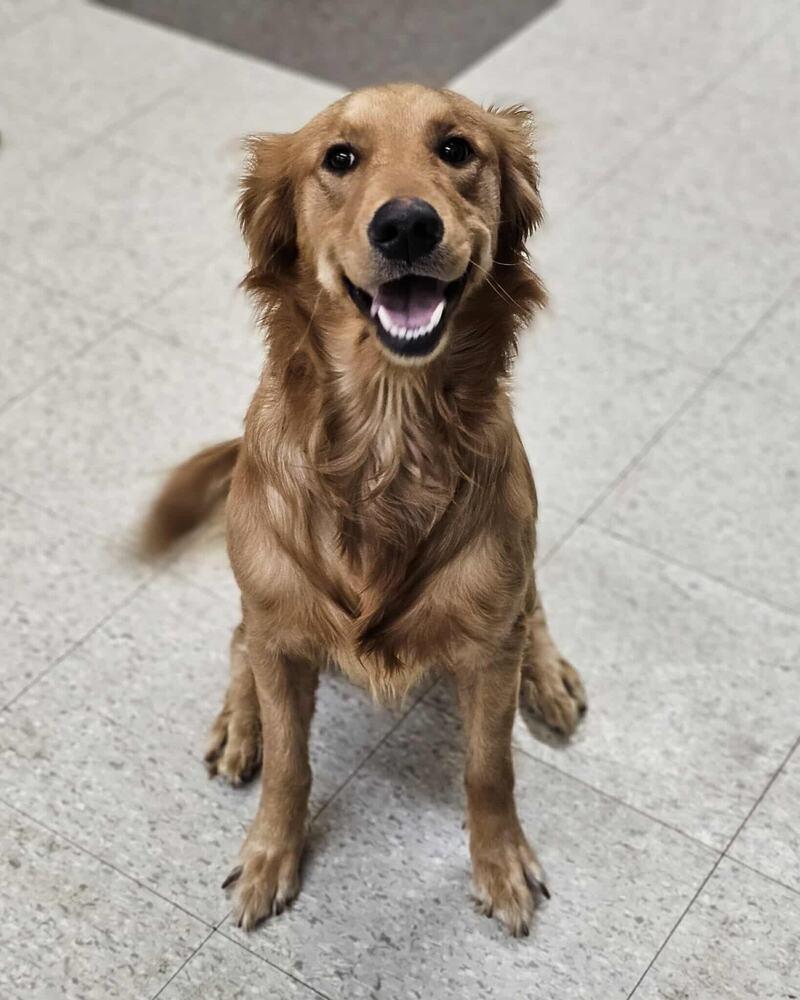 Darlene, Adoptable, Young Female Golden Retriever.