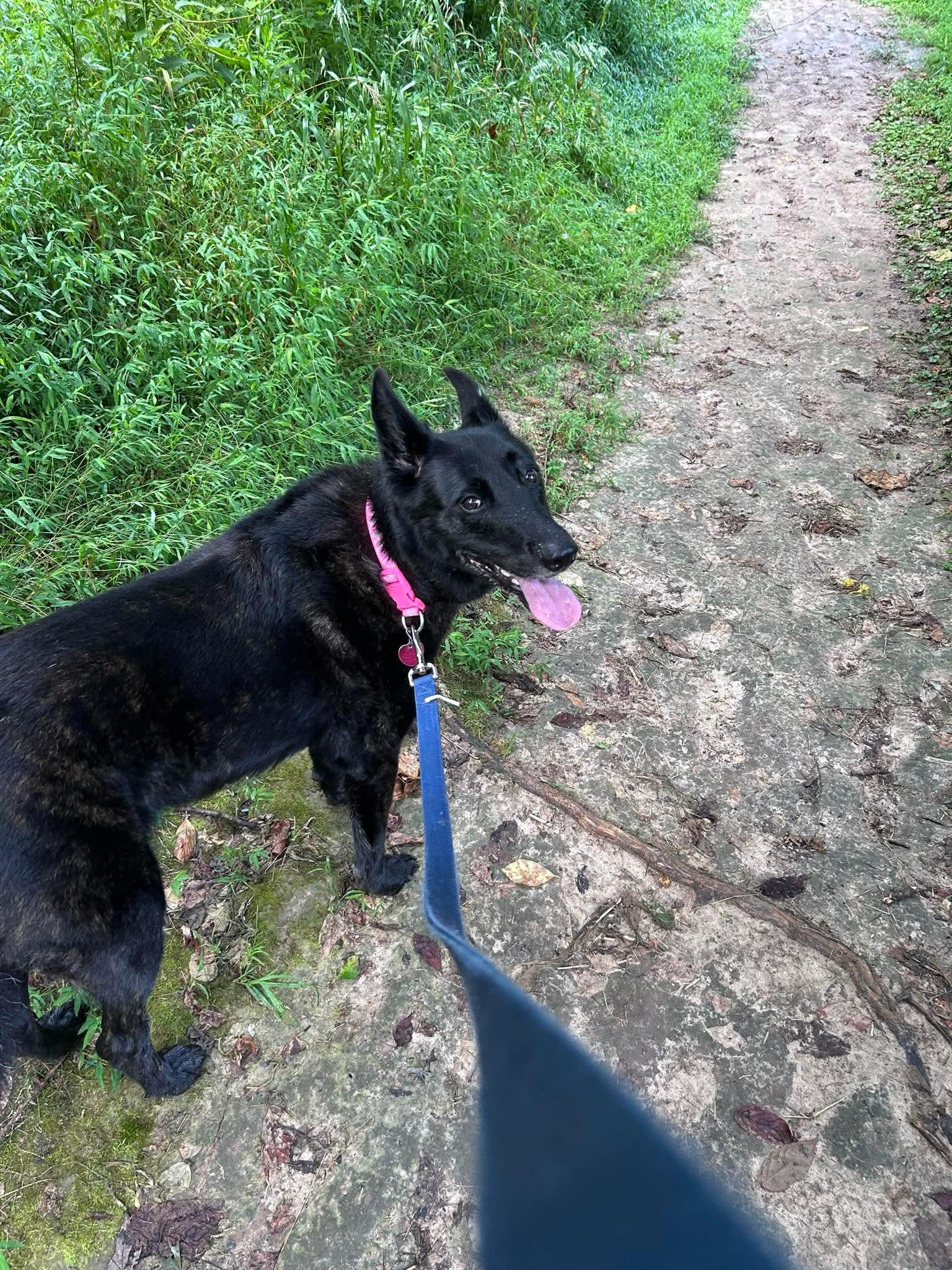 Miah, a Adoptable Belgian Shepherd / Malinois in St. Louis, MO image 2/3