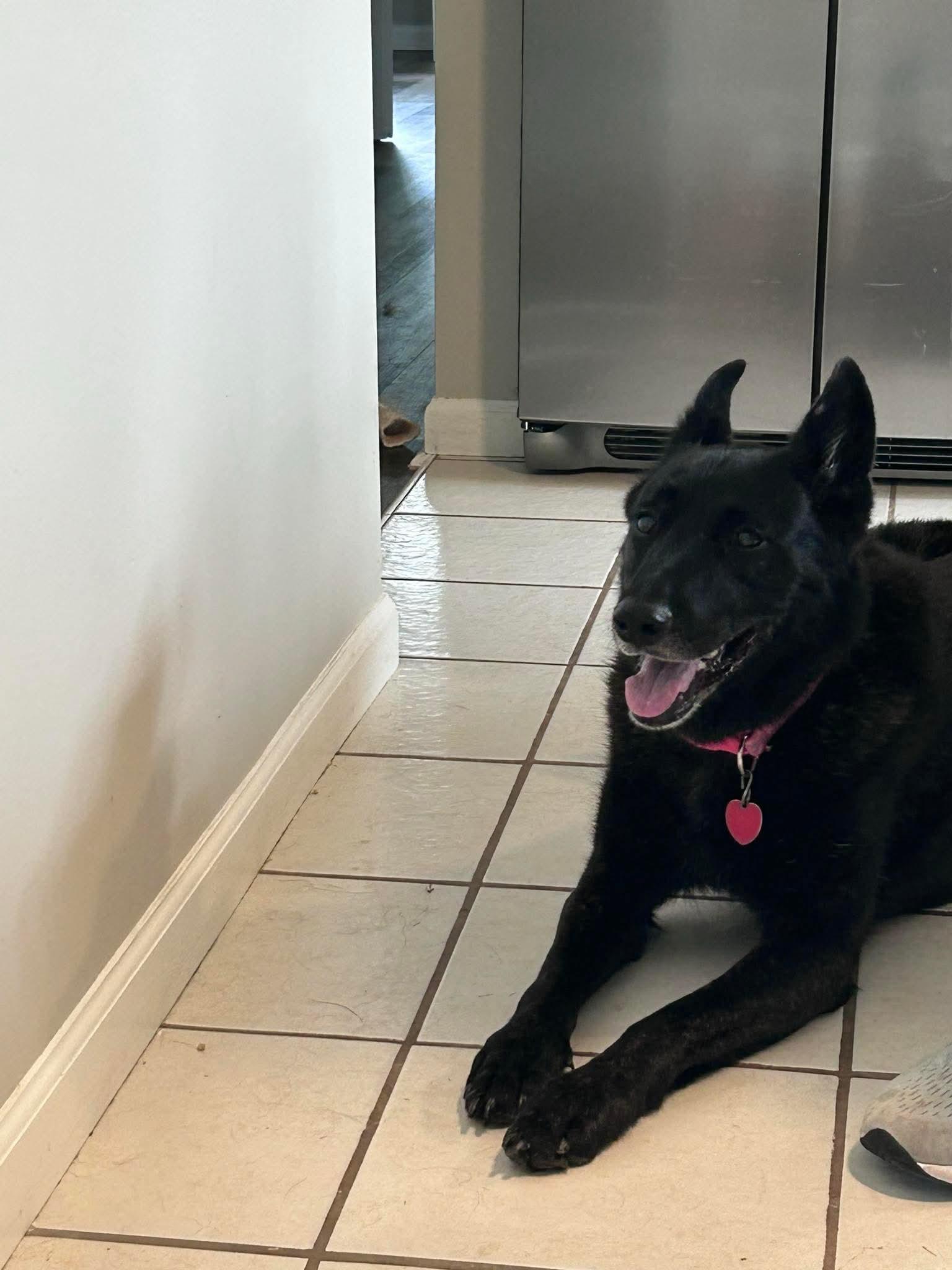 Miah, a Adoptable Belgian Shepherd / Malinois in St. Louis, MO image 3/3