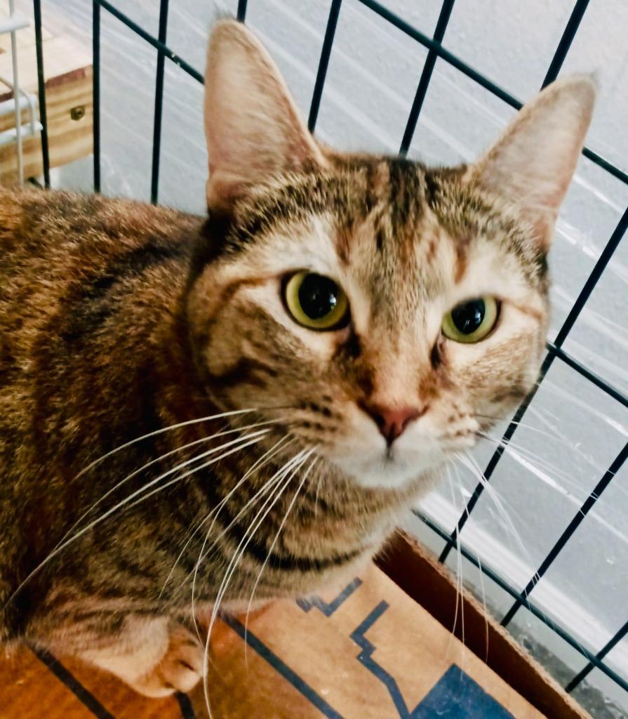 Disco Ball, Adopted, Young Female Domestic Short Hair.