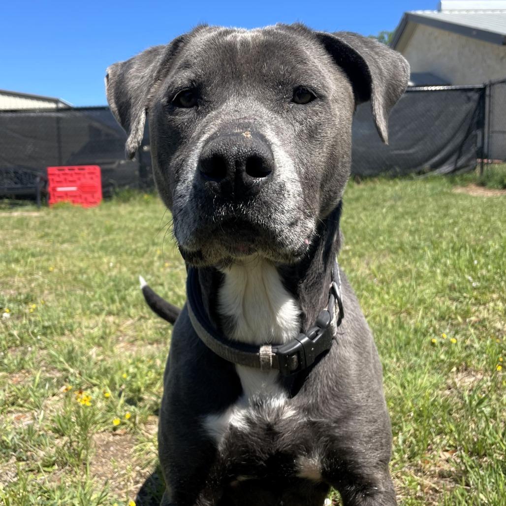 Zeus, Adoptable, Adult Male Pit Bull Terrier & Mixed Breed.