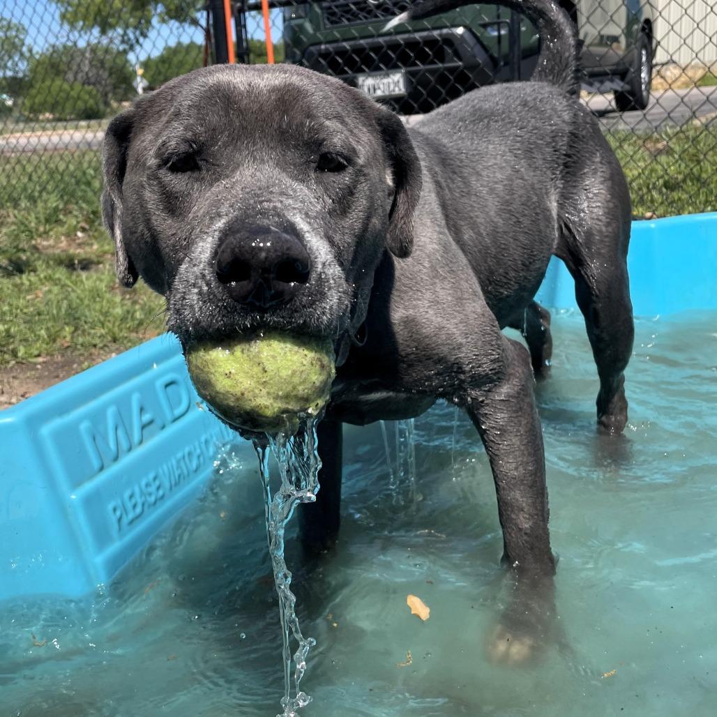 Enlarge Zeus, a Adoptable mixed breed in Buchanan Dam, TX image 2/6