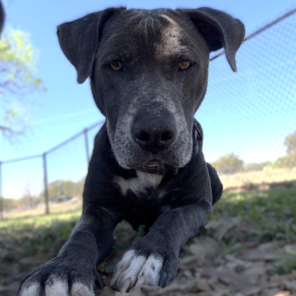Zeus, Adoptable, Adult Male Pit Bull Terrier & Mixed Breed.