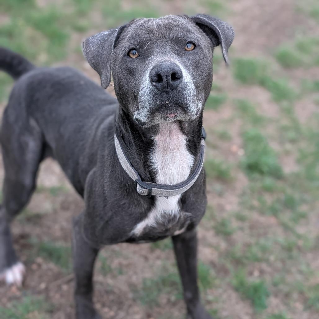 Zeus, Adoptable, Adult Male Pit Bull Terrier & Mixed Breed.
