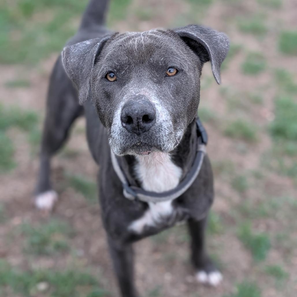 Enlarge Zeus, a Adoptable mixed breed in Buchanan Dam, TX image 3/3