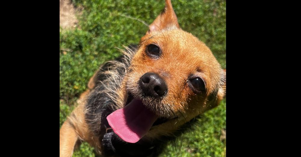 Tiny, a Adoptable mixed breed in Papillion, NE image 1/3