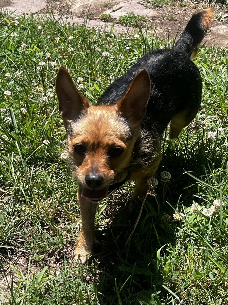 Tiny, a Adoptable mixed breed in Papillion, NE image 2/3