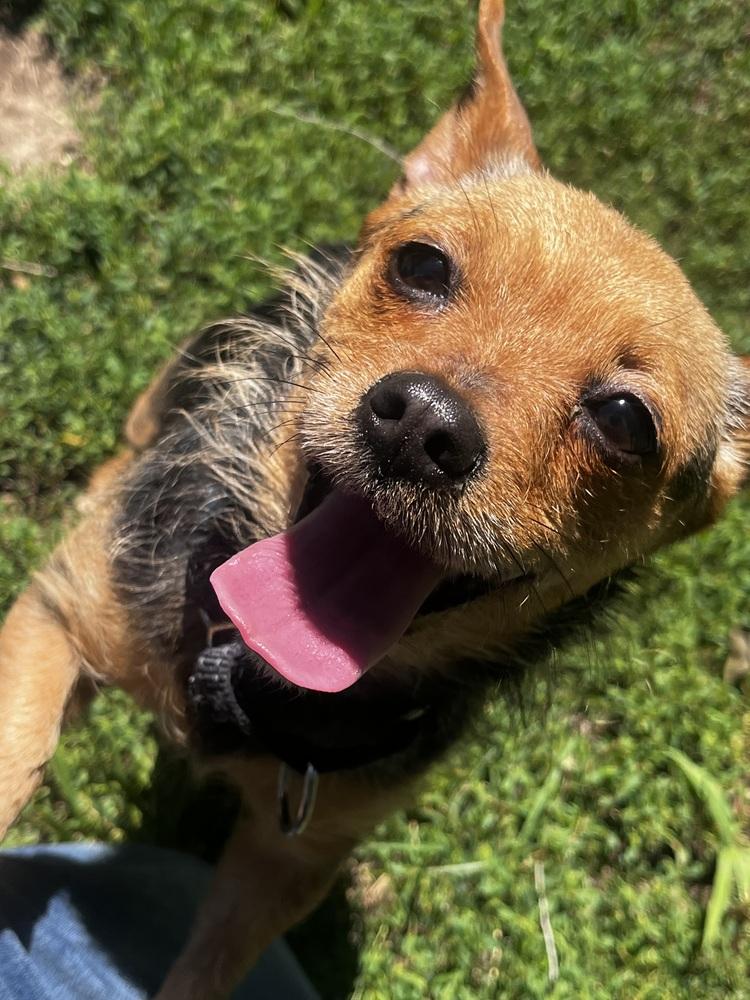 Tiny, a Adoptable mixed breed in Papillion, NE image 3/3