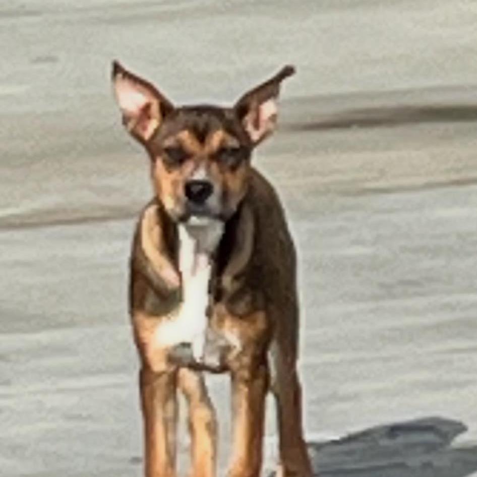 Walter, Adoptable, Young Male Mixed Breed.