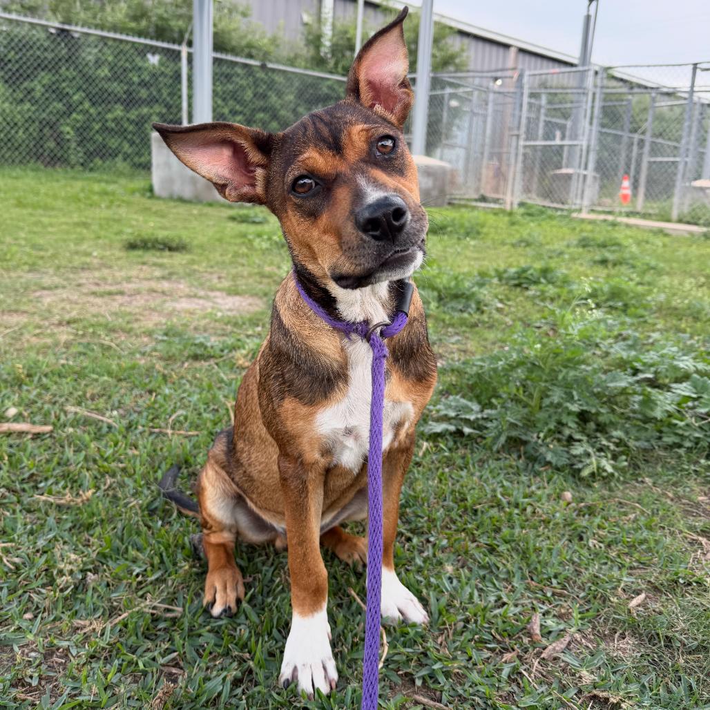 Enlarge Walter, a Adoptable Mixed Breed in Dickinson, TX image 2/6