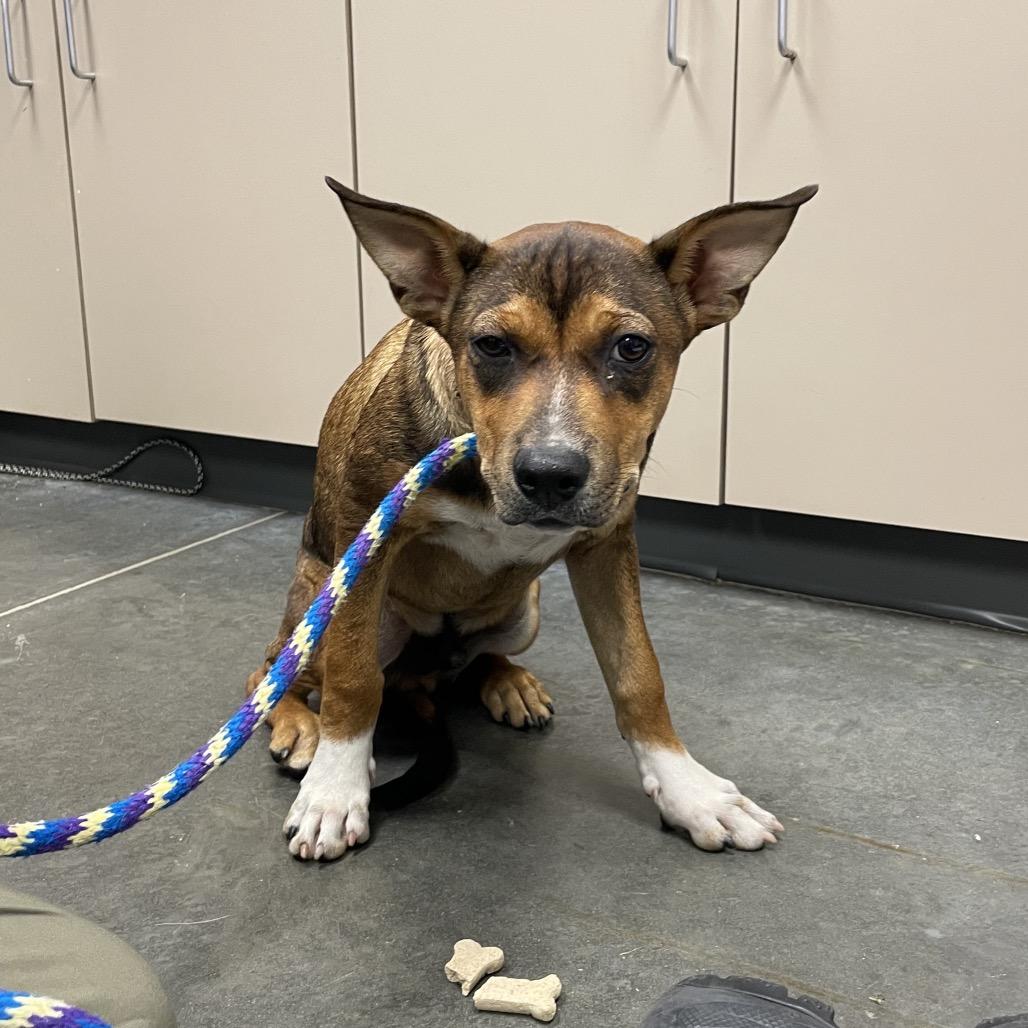 Enlarge Walter, a Adoptable Mixed Breed in Dickinson, TX image 4/6