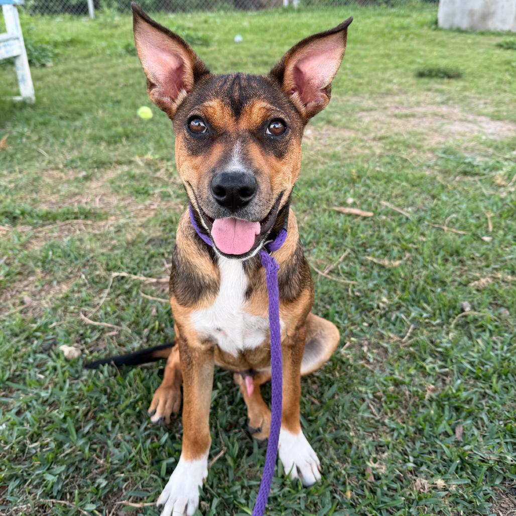 Enlarge Walter, a Adoptable Mixed Breed in Dickinson, TX image 5/6