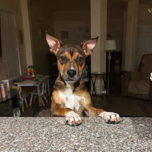 Enlarge Walter, a Adoptable Mixed Breed in Dickinson, TX image 6/6