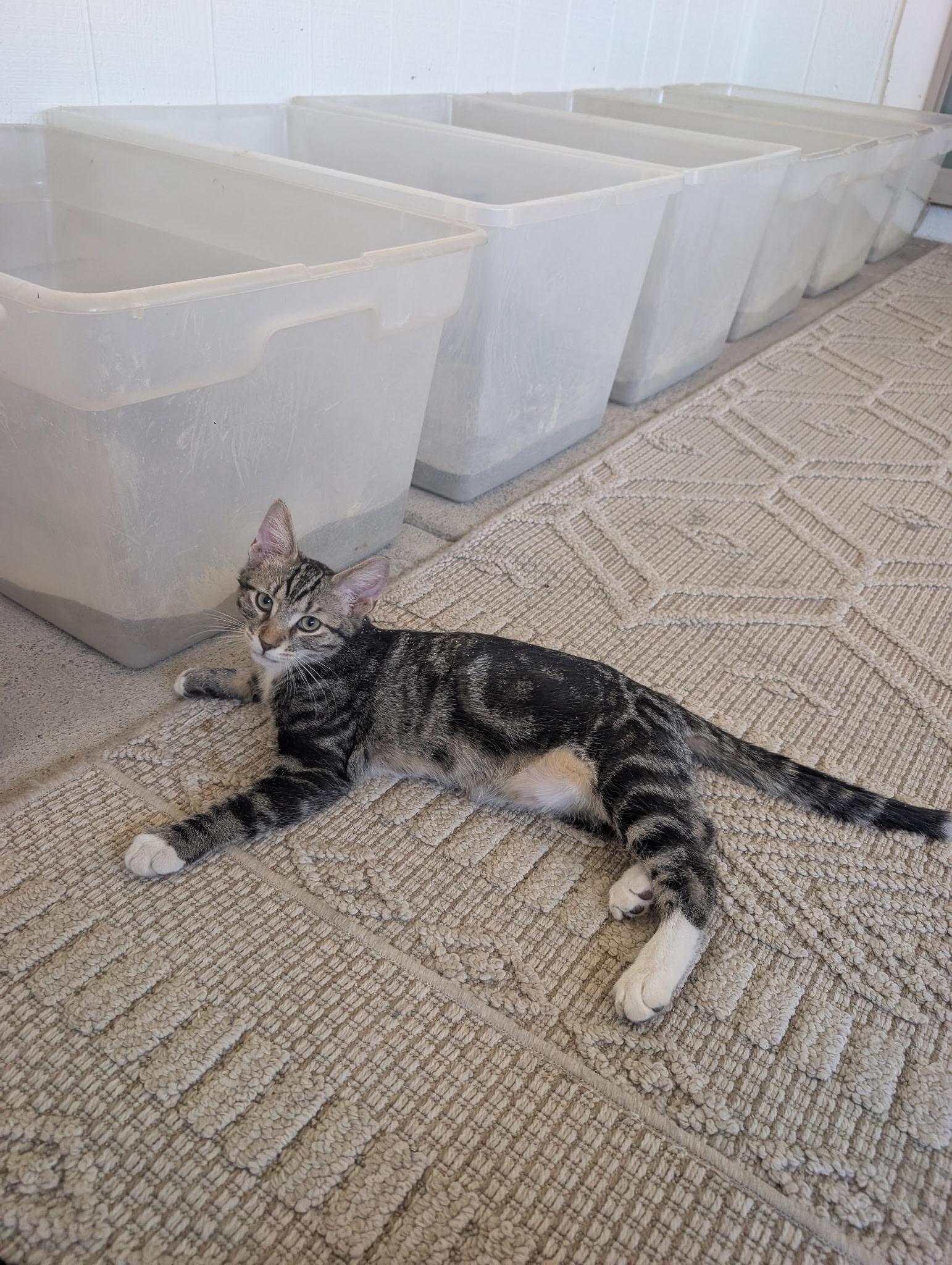 Enlarge Brody, a ADOPTABLE mixed breed in Youngtown, AZ image 2/4