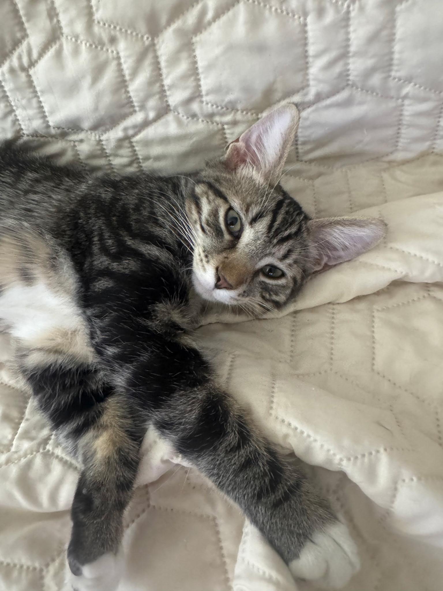 Brody, ADOPTABLE, Kitten Male Domestic Short Hair.