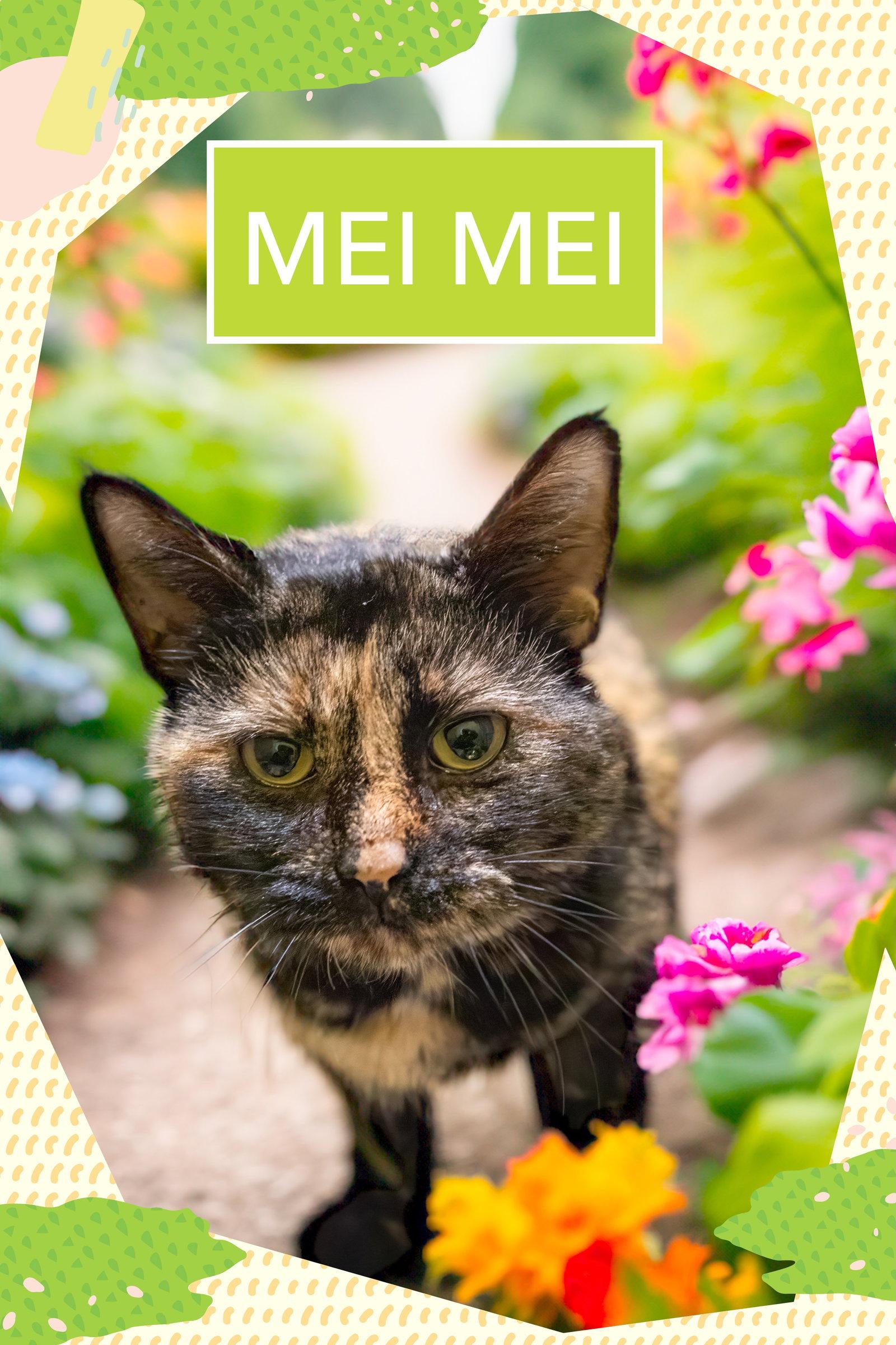 Mei Mei (FCID# 12/10/2025 - 32 Millsboro PS), Adopted, Adult Female Tortoiseshell.