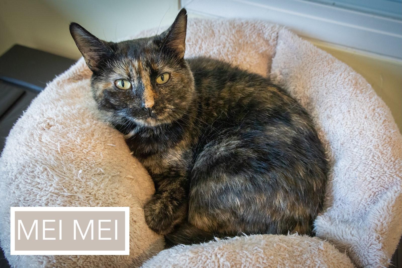 Mei Mei (FCID# 12/10/2025 - 32 Millsboro PS), a Adopted Tortoiseshell in Greenville, DE image 2/3