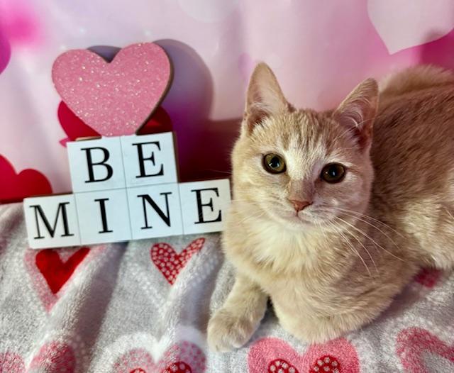 Enlarge Teddy, an adopted Domestic Short Hair in Cincinnati, OH image 1/5