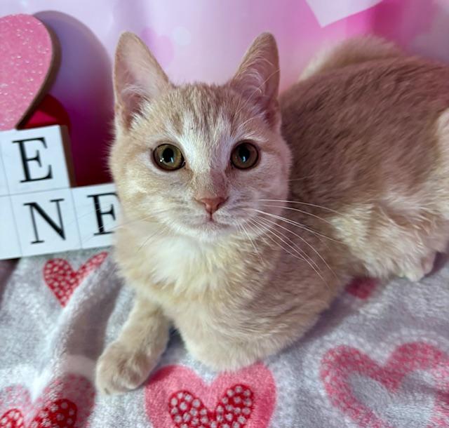 Enlarge Teddy, an adopted Domestic Short Hair in Cincinnati, OH image 3/5