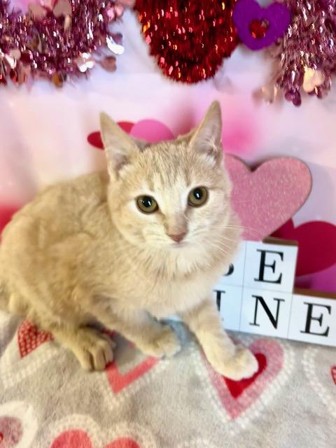 Enlarge Teddy, an adopted Domestic Short Hair in Cincinnati, OH image 4/5