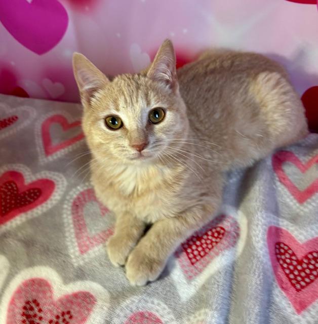 Enlarge Teddy, an adopted Domestic Short Hair in Cincinnati, OH image 5/5