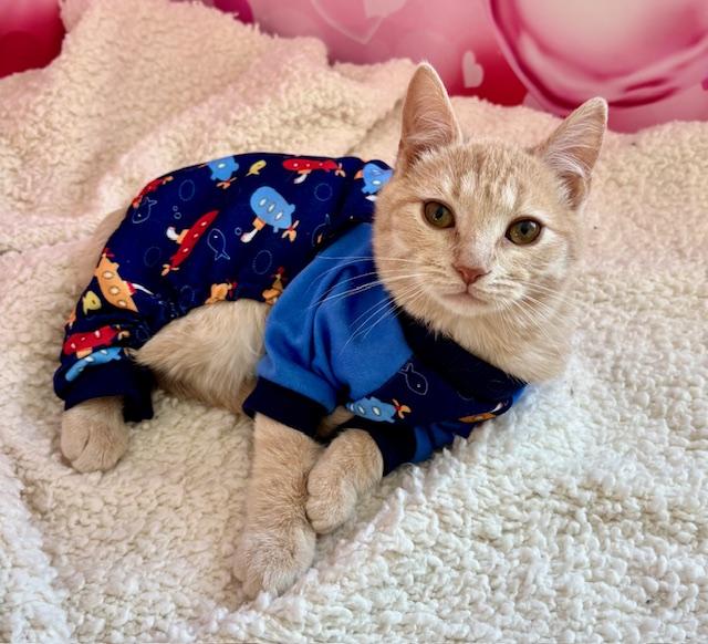 Enlarge Teddy, an adopted Domestic Short Hair in Cincinnati, OH image 2/5