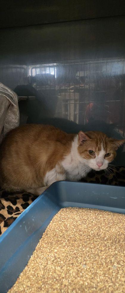 Enlarge Oliver, a Adoptable mixed breed in Shawano, WI image 1/2